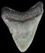 Juvenile Megalodon Tooth #63972-1